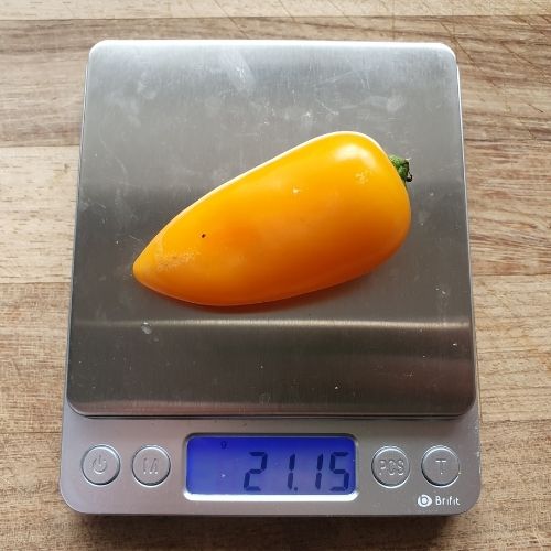 Mini pepper on a scale