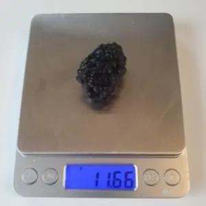 large blackberry on a scale to show what a large blackberry looks like