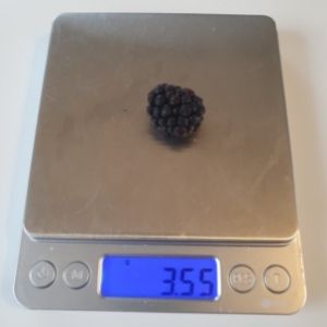 small blackberry on a scale to show what a smaller berry looks like