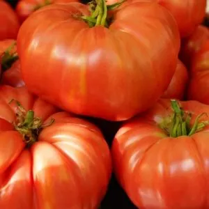 example of beefsteak tomatoes