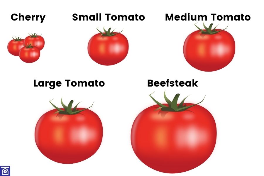 guide to show the various sizes of tomatoes from smallest to biggest