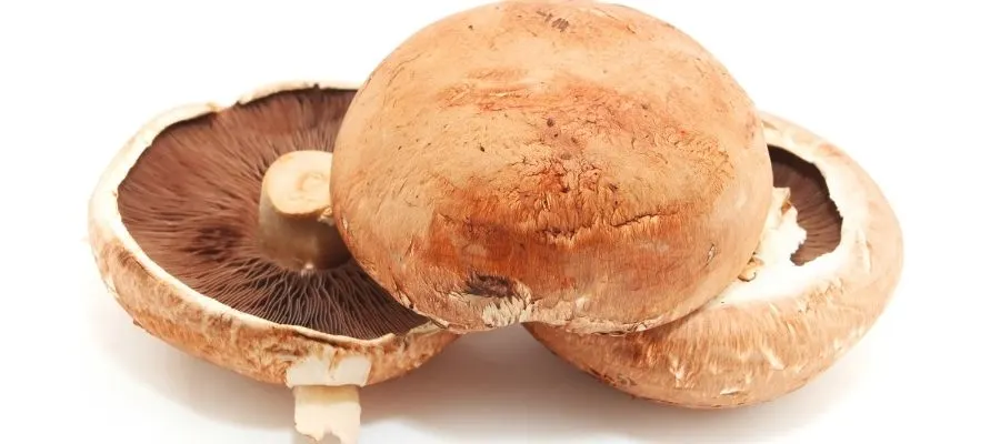 image to show what a large flat Portobello mushroom looks like