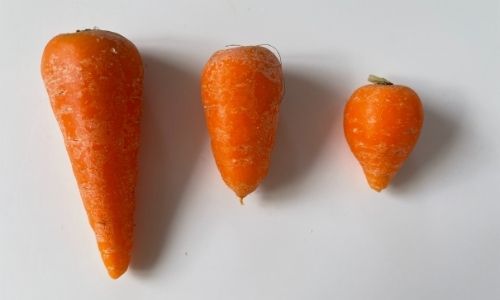 image to show different sizes of Chantenay carrots