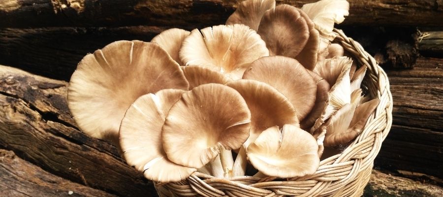 Image to show what a cluster of oyster mushrooms look like