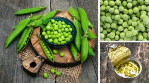 three images including fresh garden peas with pods, frozen peans and an open can of canned peas to show the difference between the two