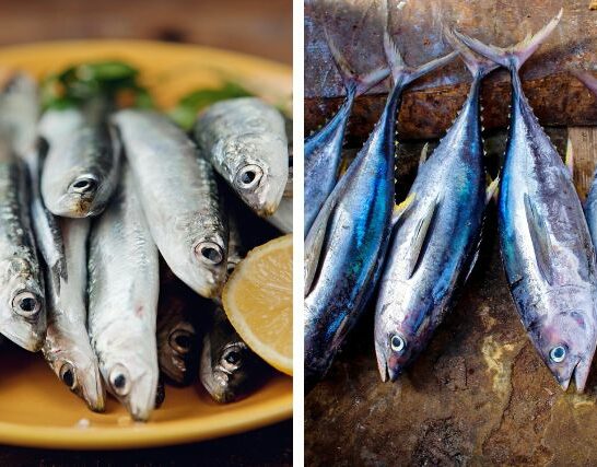Sardines and Tuna on plates