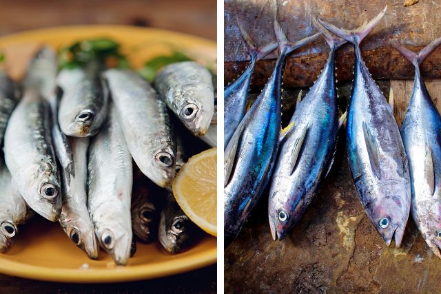 Sardines and Tuna on plates