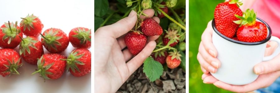 small medium and large strawberries