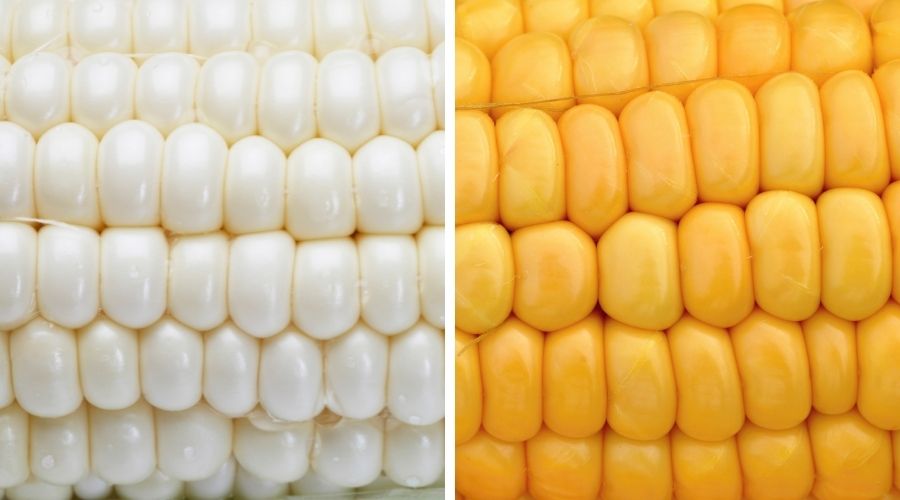 close up of white corn on the left and yellow corn on the right to show the difference between the two